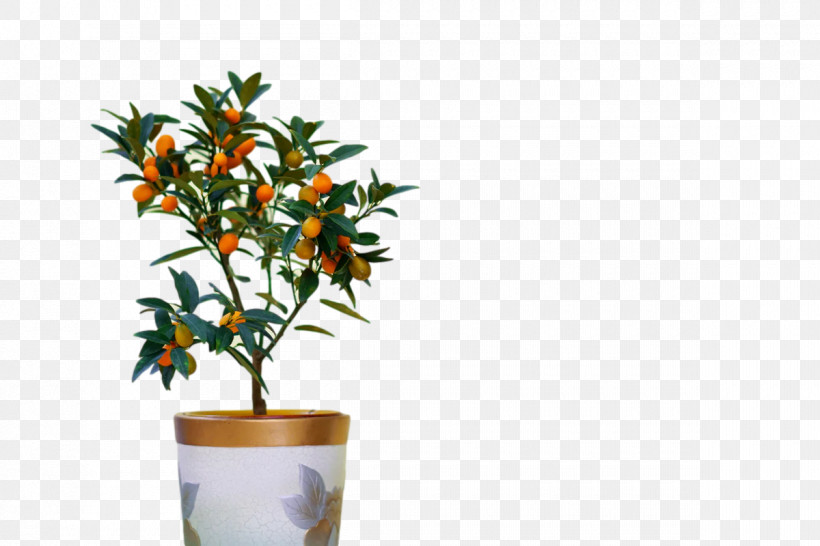 Houseplant Cut Flowers Flora Flower Tree, PNG, 1200x800px, Houseplant, Biology, Cut Flowers, Flora, Flower Download Free