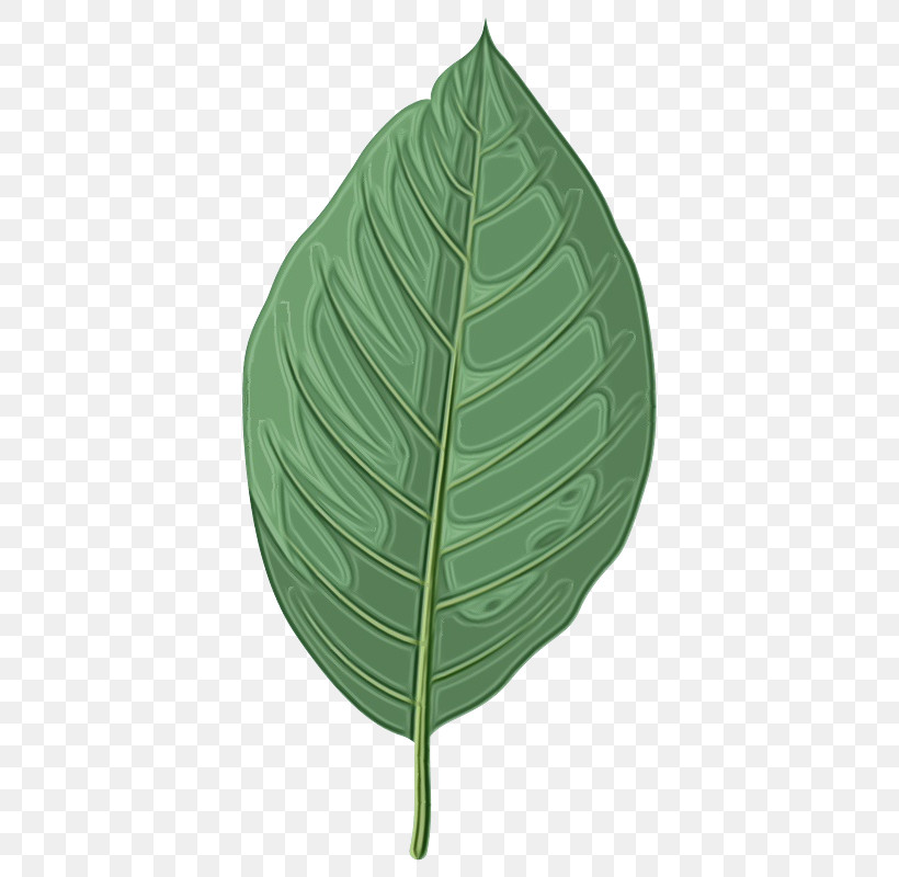 Leaf Biology Science Plant Structure Plant, PNG, 800x800px, Watercolor, Biology, Leaf, Paint, Plant Download Free