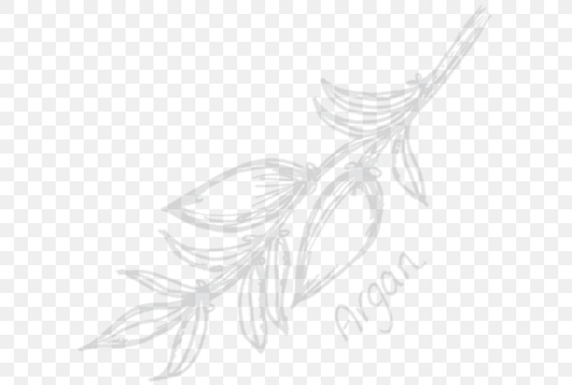 Line Art White Flowering Plant Feather Sketch, PNG, 604x552px, Line Art, Artwork, Bird, Black, Black And White Download Free