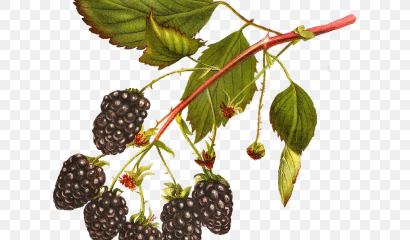 White Blackberry Clip Art Fruit, PNG, 640x480px, Blackberry, Accessory Fruit, Berry, Boysenberry, Bramble Download Free