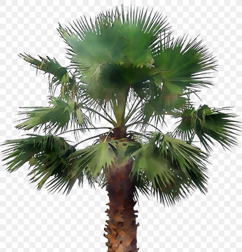 Asian Palmyra Palm Babassu Coconut Palm Trees Date Palm, PNG, 1043x1086px, Asian Palmyra Palm, Arecales, Attalea, Babassu, Borassus Download Free