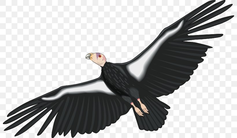 California Condor Clip Art, PNG, 800x477px, Condor, Accipitriformes, Andean Condor, Beak, Bird Download Free