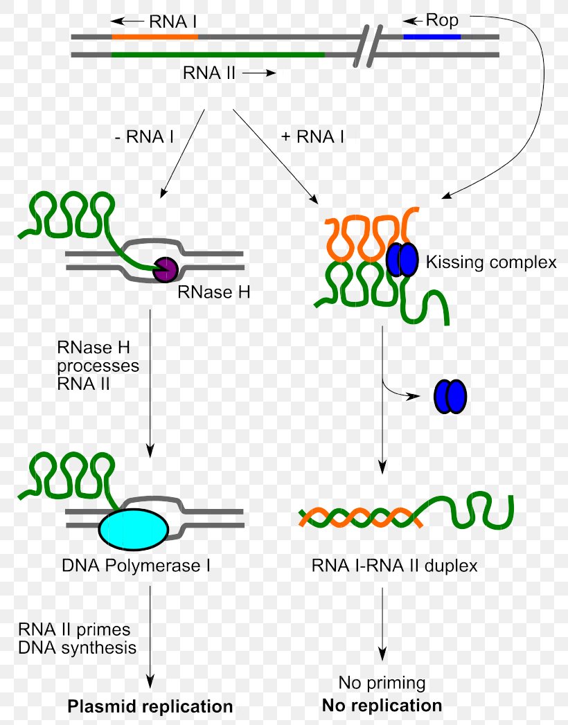 ColE1 DNA Replication Plasmid Origin Of Replication Molecular Biology, PNG, 800x1047px, Dna Replication, Area, Bacteria, Biology, Diagram Download Free