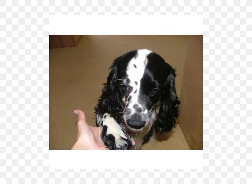 English Springer Spaniel English Cocker Spaniel Russian Spaniel Puppy Dog Breed, PNG, 800x600px, English Springer Spaniel, Breed, Breed Group Dog, Carnivoran, Cocker Spaniel Download Free