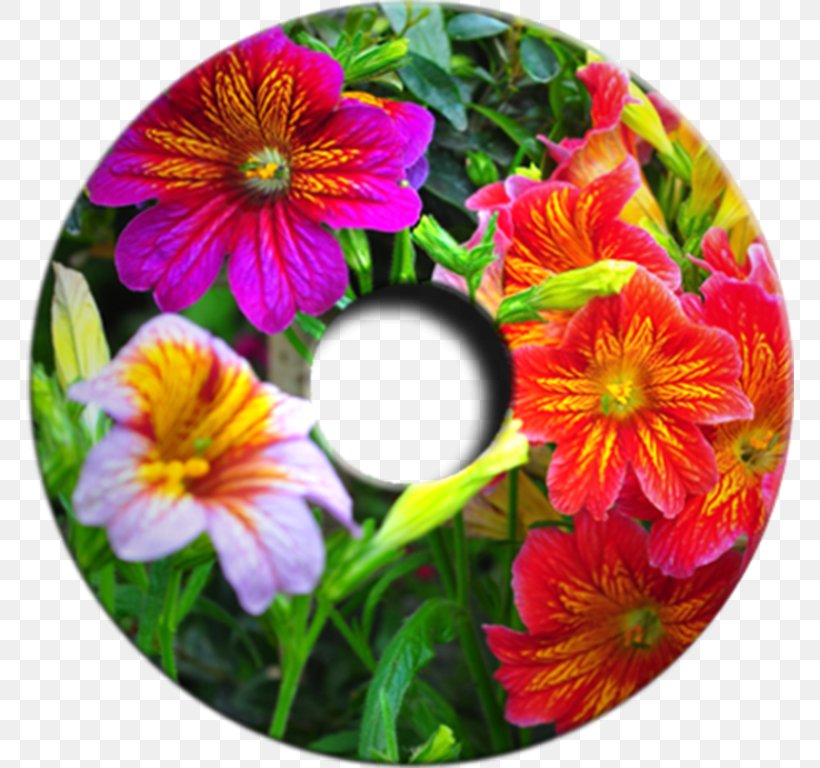 Pansy Salpiglossis Sinuata Flower Blume Garden, PNG, 768x768px, Pansy, Annual Plant, Blossom, Blume, Cut Flowers Download Free