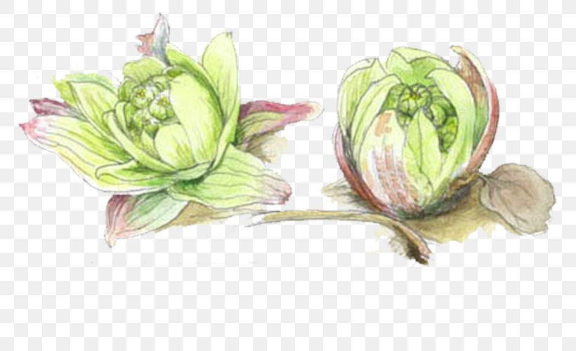 Red Cabbage Drawing Vegetable, PNG, 799x500px, Cabbage, Bok Choy, Brassica Oleracea, Cut Flowers, Drawing Download Free