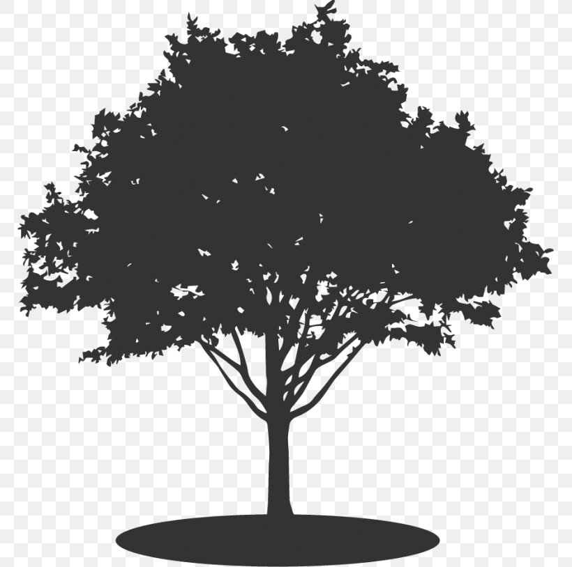 Silhouette Drawing Royalty-free, PNG, 769x814px, Silhouette, Black And White, Branch, Drawing, Leaf Download Free