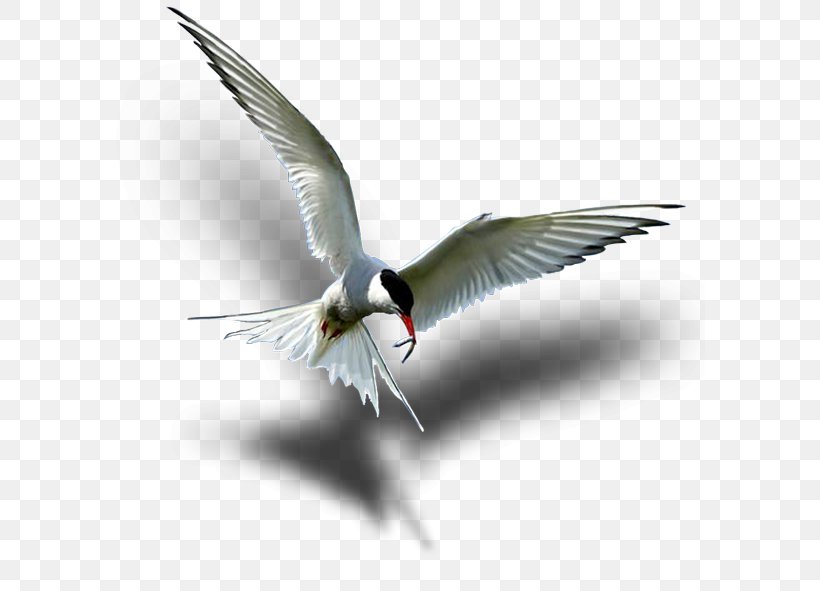 Wader Arctic Tern Seabird Beak, PNG, 591x591px, Wader, Animal Migration, Arctic, Arctic Tern, Beak Download Free
