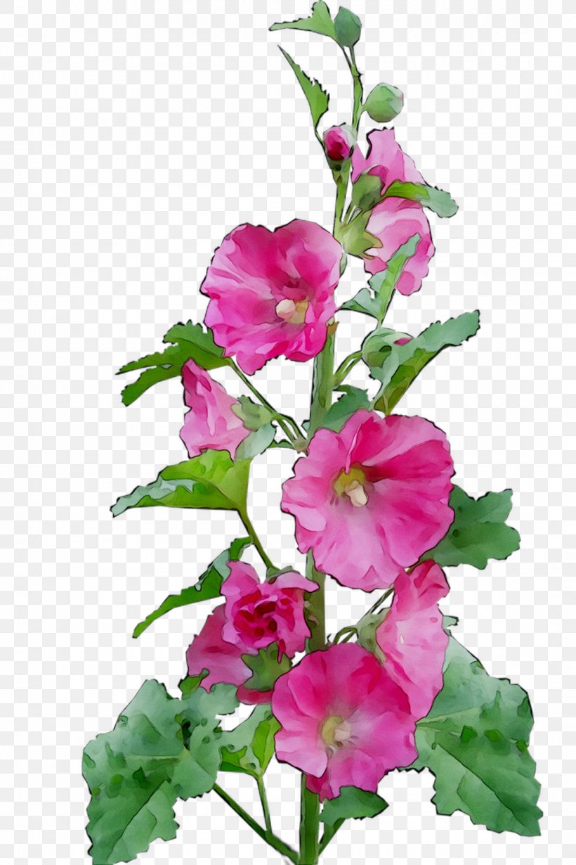 Mallow Hollyhocks Four O'clocks Cut Flowers Plant Stem, PNG, 1080x1620px, Mallow, Annual Plant, Artificial Flower, Bougainvillea, Cut Flowers Download Free
