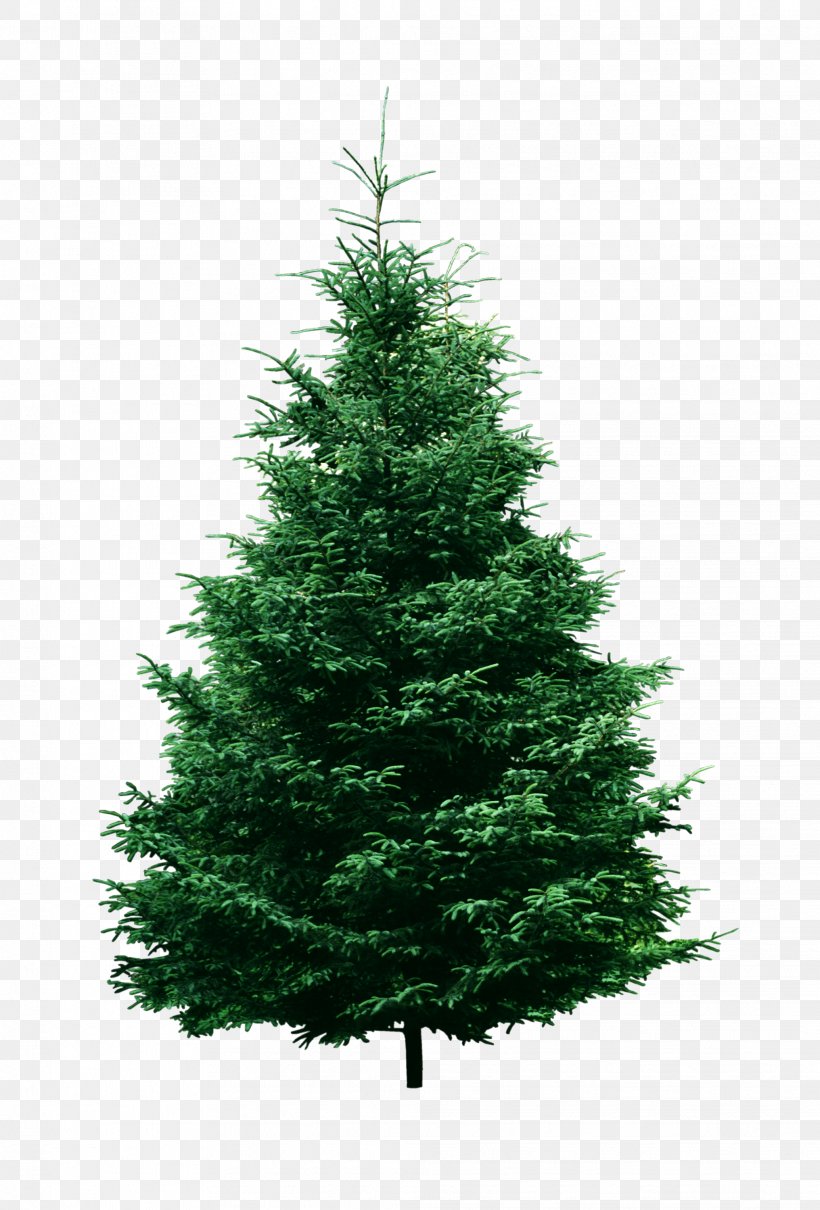 Artificial Christmas Tree Pine, PNG, 2032x3000px, Christmas, Artificial Christmas Tree, Biome, Branch, Christmas Decoration Download Free