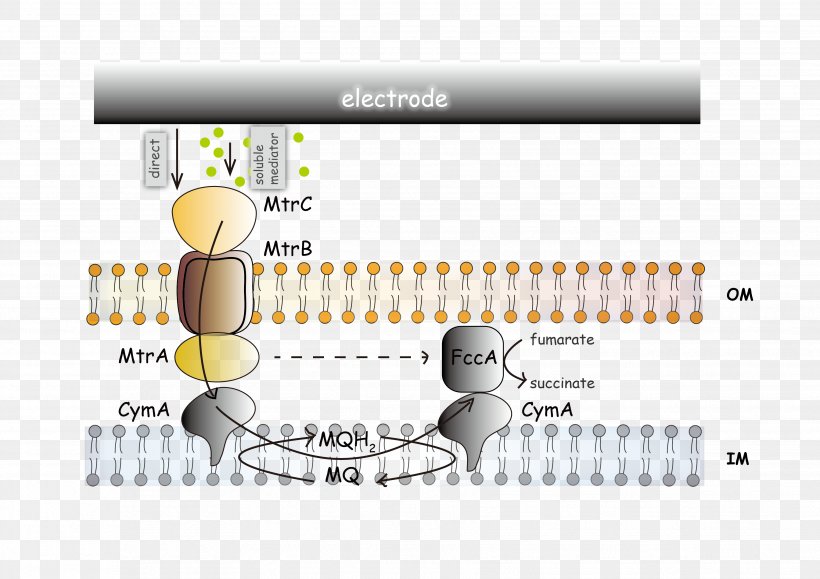 Bacteria Cartoon, PNG, 3508x2480px, Shewanella Oneidensis, Bacteria, Cytochrome, Cytochrome C, Diagram Download Free