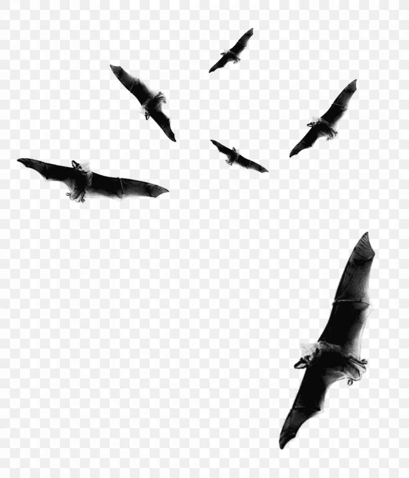Bat Flight Halloween Clip Art, PNG, 1093x1280px, Bat, Aircraft, Airplane, Aviation, Bird Download Free