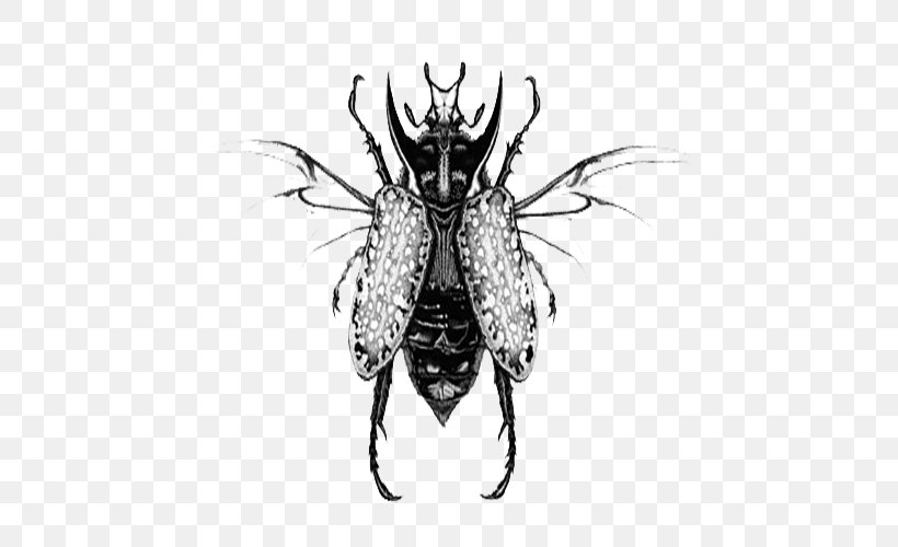 Cockroach Black And White Illustration, PNG, 599x500px, Cockroach, Arthropod, Black And White, Blattodea, Drawing Download Free
