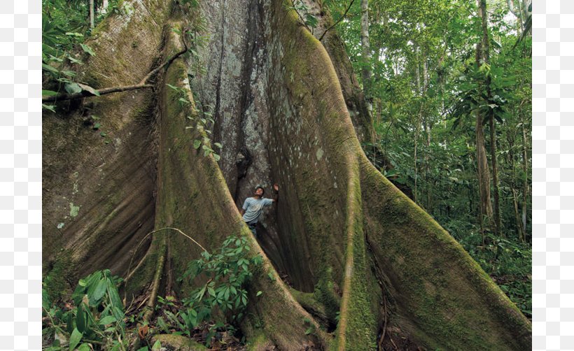 Kapok Tree Rainforest Valdivian Temperate Rain Forest Yasuni National Park, PNG, 800x502px, Kapok Tree, Biome, Branch, Ceiba, Deciduous Download Free