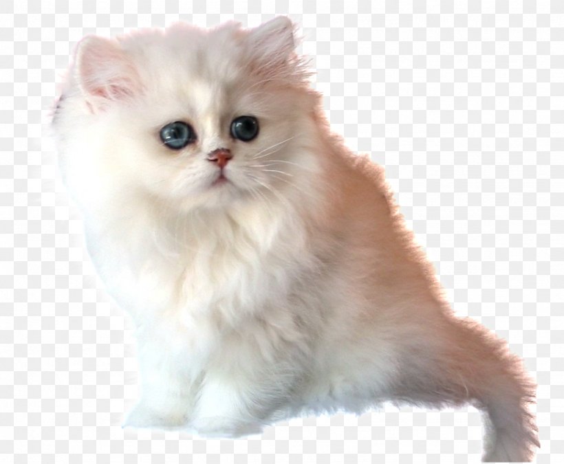 Persian Cat British Semi-longhair Asian Semi-longhair Kitten Ragamuffin Cat, PNG, 1024x843px, Persian Cat, American Curl, Animal, Asian Semi Longhair, Asian Semilonghair Download Free
