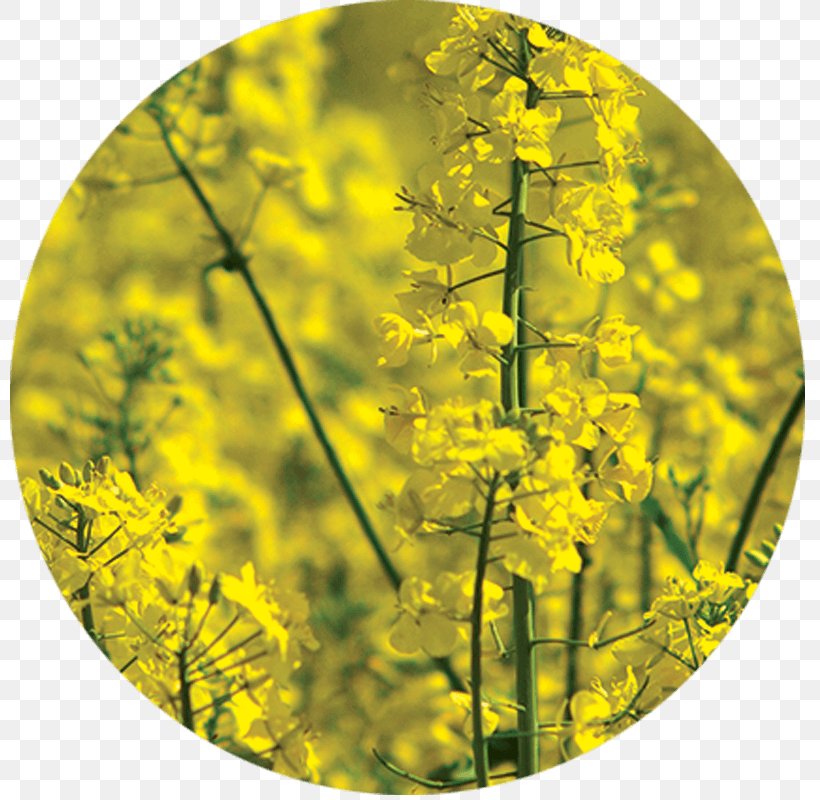 Rapeseed Green Manure Agriculture Raw Material, PNG, 800x800px, Rapeseed, Agriculture, Fertilisers, Field, Grass Download Free