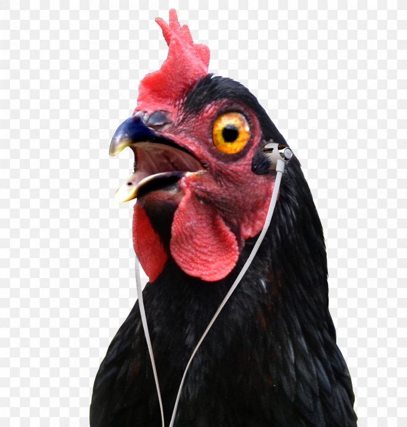 Rooster Keeping Chickens Chicken Fingers Chicken As Food, PNG, 1220x1280px, Rooster, Amazoncom, Beak, Bird, Cartoon Download Free