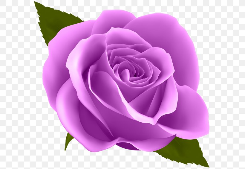 Rose Flower Clip Art, PNG, 600x565px, Rose, Blue, Blue Rose, China Rose, Color Download Free