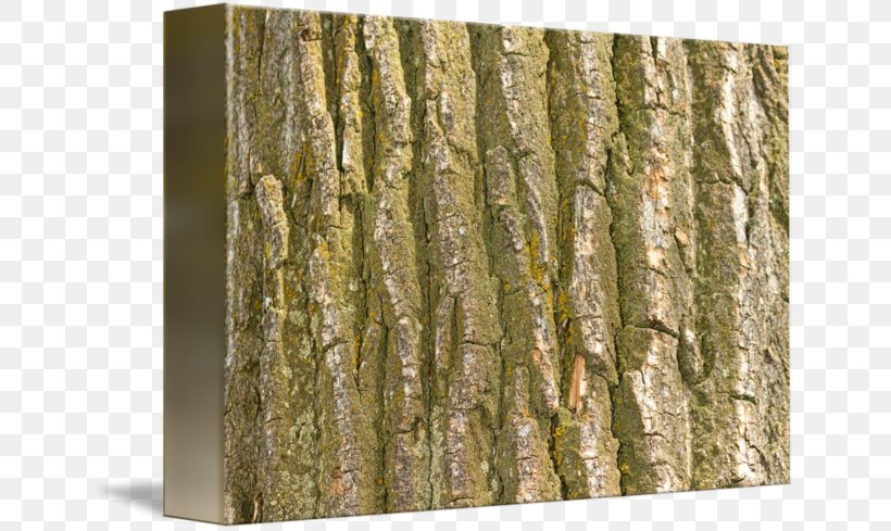 Trunk Wood /m/083vt Birch Bark, PNG, 650x489px, Trunk, Bark, Birch, Tree, Wood Download Free
