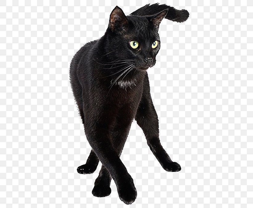 Bombay Cat Burmese Cat Black Cat Korat Chartreux, PNG, 414x674px, Bombay Cat, American Wirehair, Asian, Black Cat, Bombay Download Free