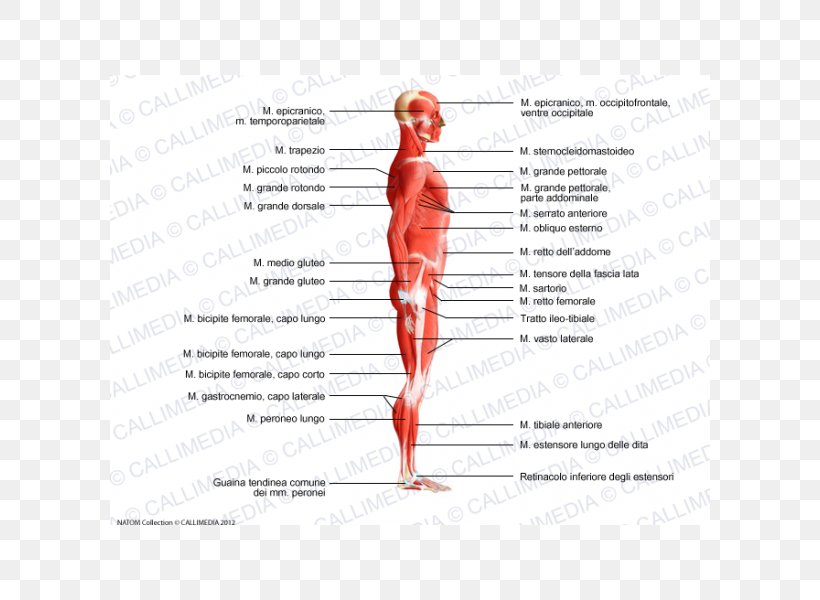 Homo Sapiens Human Body Trapezius Muscle Muscular System, PNG, 600x600px, Watercolor, Cartoon, Flower, Frame, Heart Download Free