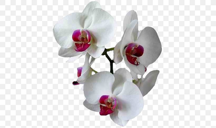 Moth Orchids E-card Greeting, PNG, 423x488px, Orchids, Animation, Blingee, Blossom, Boat Orchid Download Free
