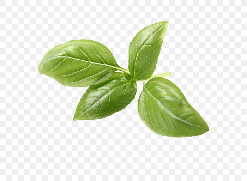 Basil Italian Cuisine Herb Tea Pesto, PNG, 600x600px, Basil, Cooking, Herb, Herbal Tea, Holy Basil Download Free