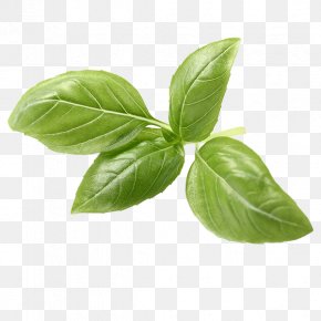 Tea - Basil Italian Cuisine Herb Tea Pesto PNG