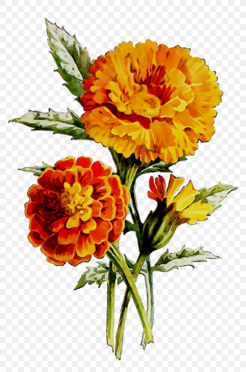 English Marigold Floral Design Oil Cut Flowers Huile De Noyaux, PNG, 999x1507px, English Marigold, Annual Plant, Aromatherapy, Artificial Flower, Bouquet Download Free