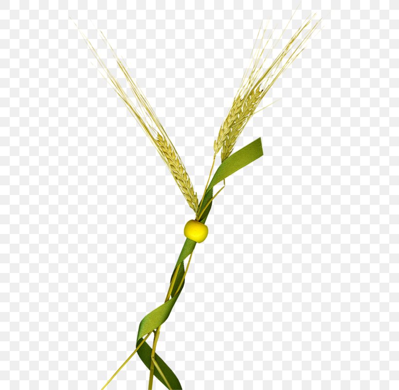 Euclidean Vector Wheat Icon, PNG, 545x800px, Wheat, Cartoon, Designer, Drawing, Grass Download Free