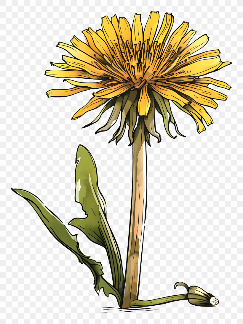 Yellow Dandelion - Detailed Yellow Dandelion Flower Drawing PNG