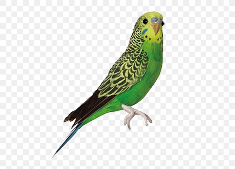Bird Budgerigar Parrot Feather Parakeet, PNG, 600x590px, Bird, Amazoncom, Beak, Blue Budgerigar Mutation, Budgerigar Download Free