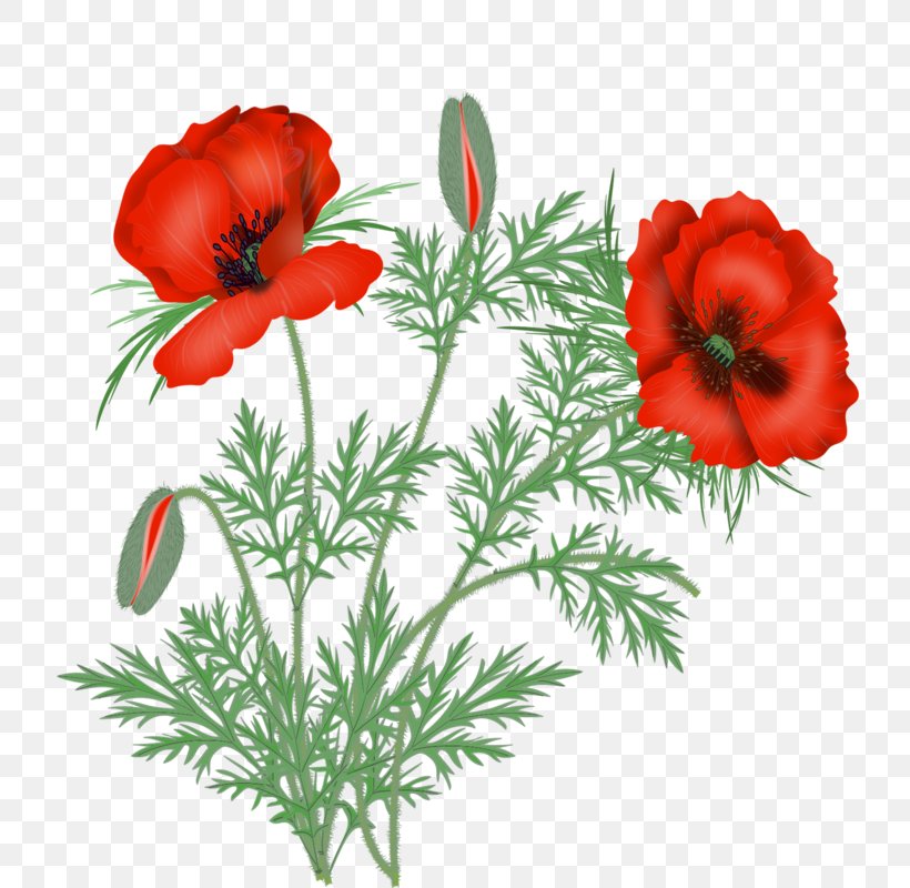 Bouquet Of Flowers Drawing, PNG, 757x800px, Poppy, Adonis, Anemone, California Poppy, Cinquefoil Download Free