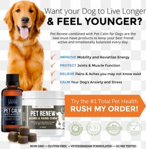 Golden Retriever - Golden Retriever Dog Breed Labrador Retriever Pet PNG