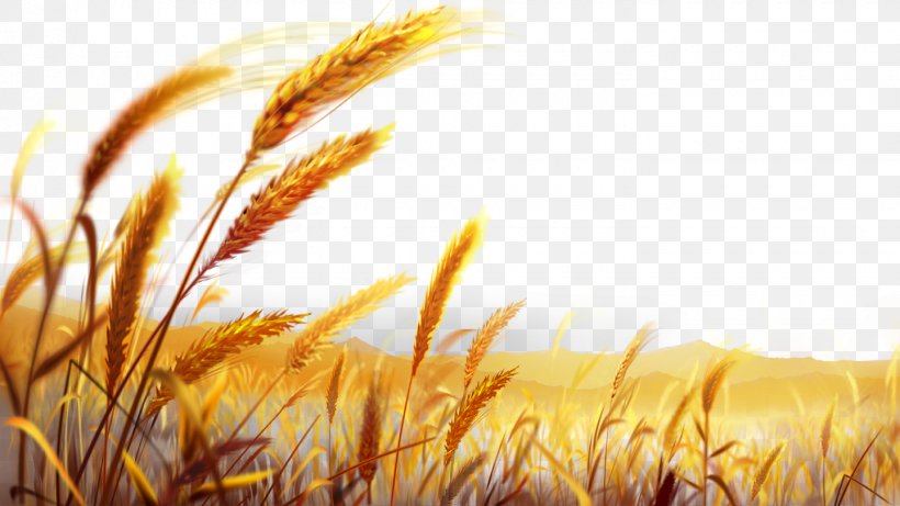 Wheat Dough Wallpaper, PNG, 1440x810px, Wheat, Biscuit, Bread, Cereal, Cereal Germ Download Free