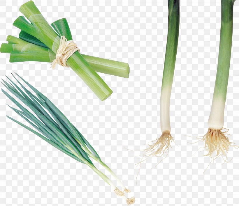 Allium Fistulosum Onion Garlic Leek Vegetable, PNG, 3887x3360px, Allium Fistulosum, Commodity, Garlic, Grass, Grass Family Download Free