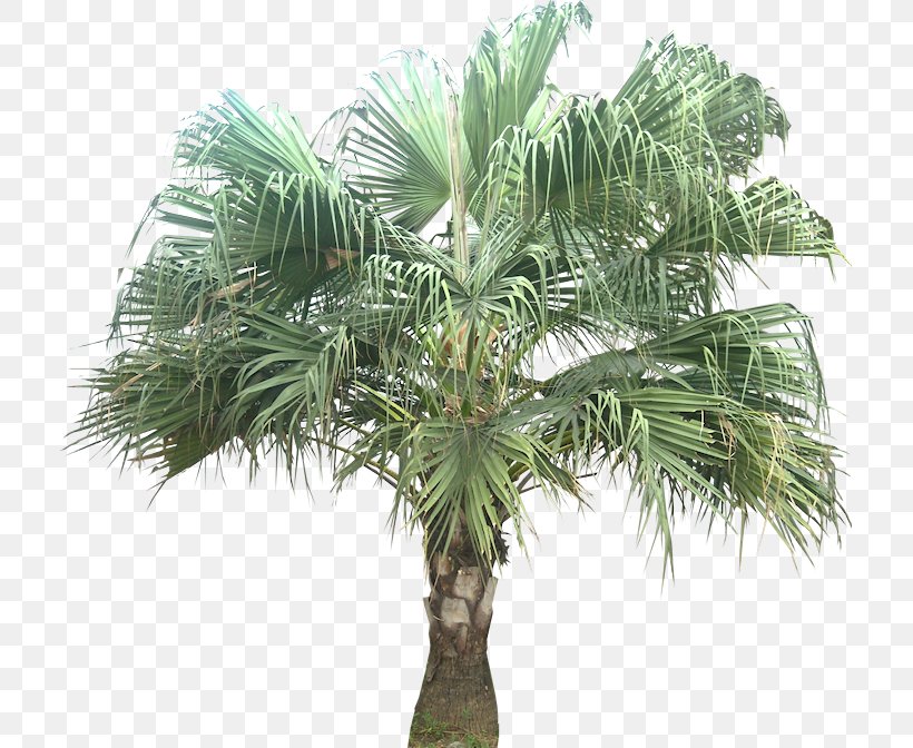 Asian Palmyra Palm Livistona Chinensis Coconut Babassu Arecaceae, PNG, 711x672px, Asian Palmyra Palm, Areca Nut, Areca Palm, Arecaceae, Arecales Download Free