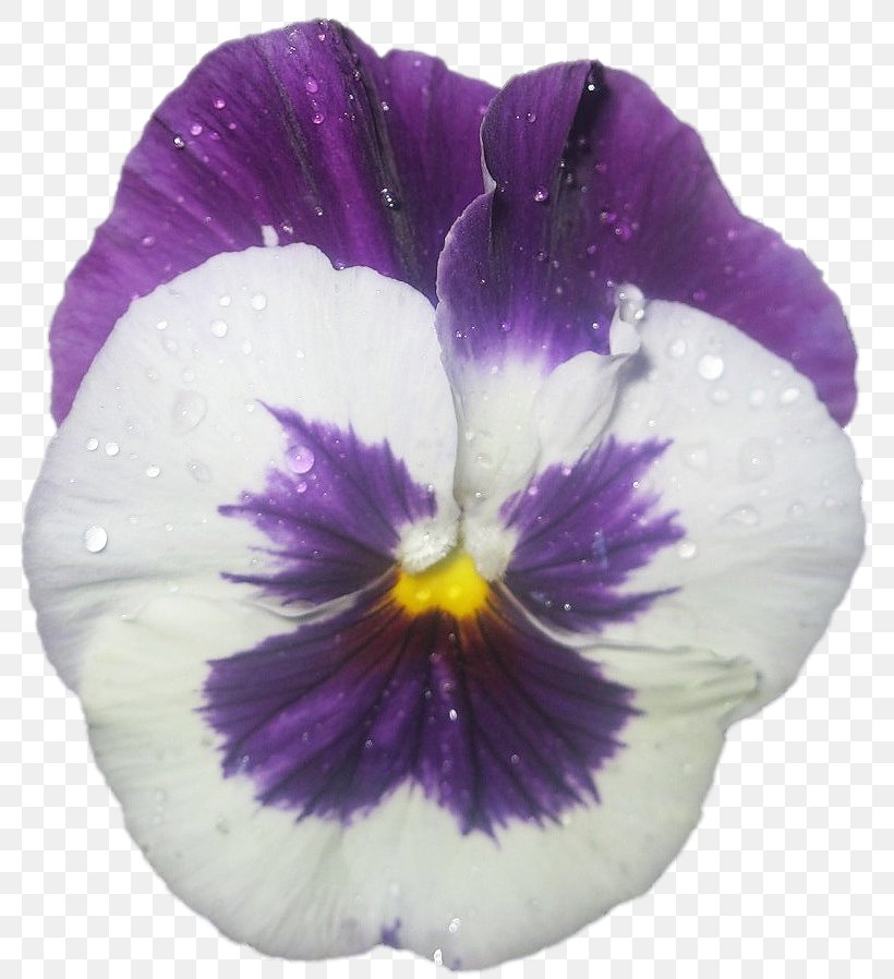 Pansy Violet, PNG, 799x898px, Pansy, Flower, Flowering Plant, Petal, Plant Download Free