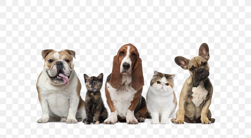 Pet Sitting Dog Cat Pet Insurance, PNG, 600x451px, Pet Sitting, Carnivoran, Cat, Companion Dog, Dog Download Free