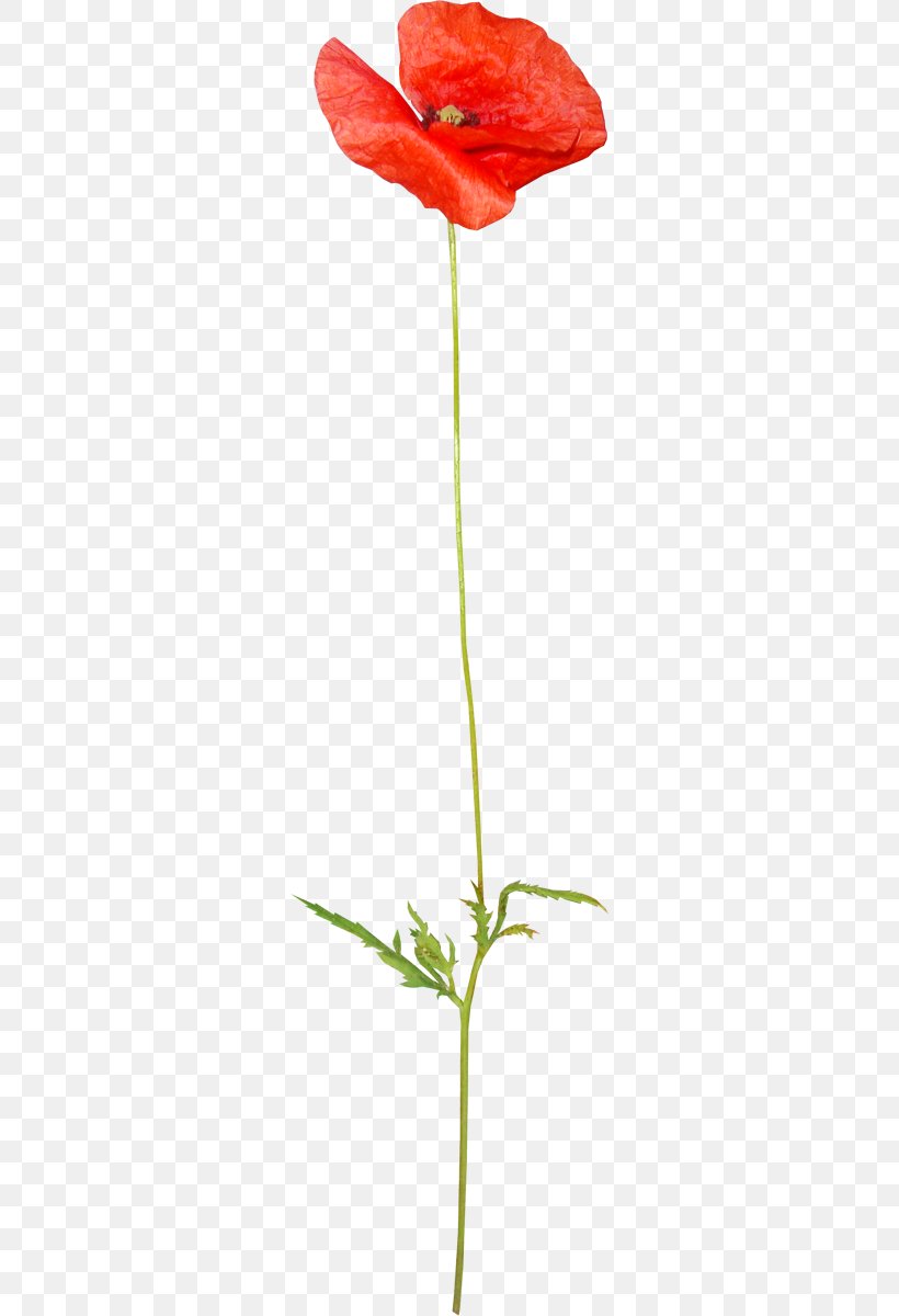 Poppy Drawing Flower Clip Art, PNG, 290x1200px, Poppy, Coquelicot, Cut Flowers, Drawing, Flower Download Free