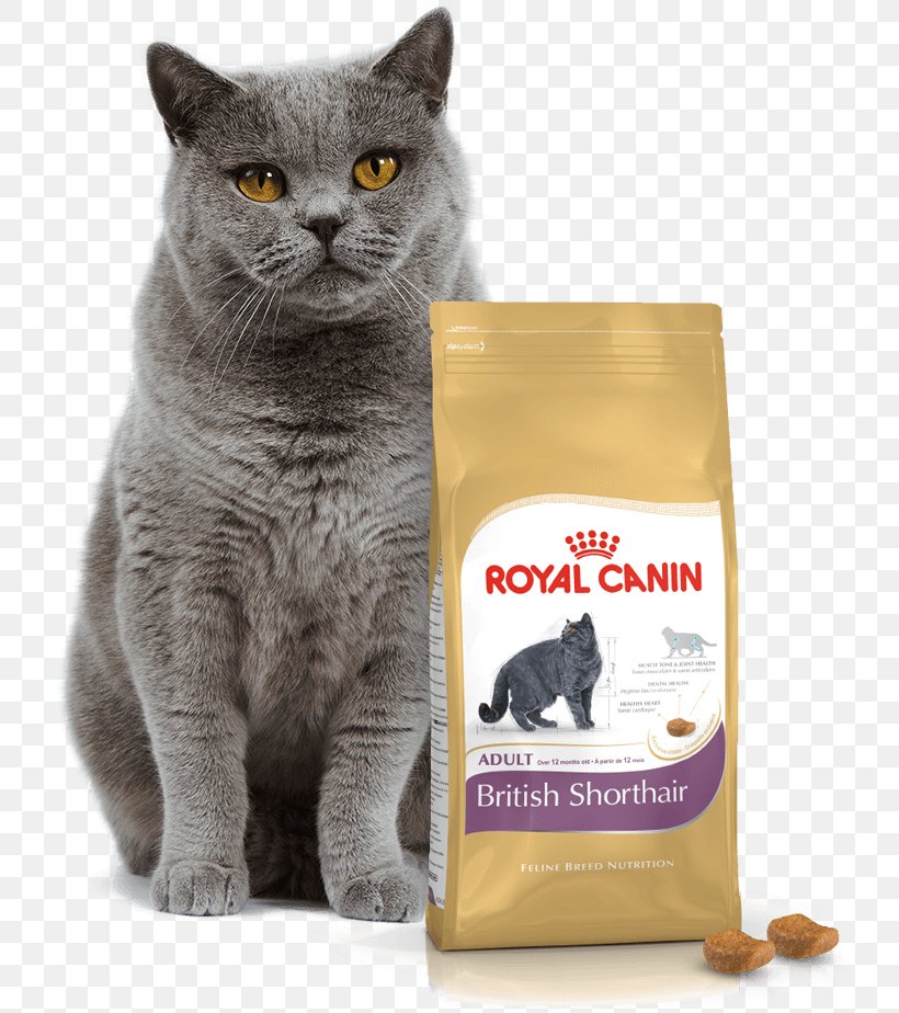 British Shorthair Royal Canin Sensitive Digestion Dry Cat Food Kitten Brazilian Shorthair, PNG, 746x924px, British Shorthair, Brazilian Shorthair, Breed, Carnivoran, Cat Download Free