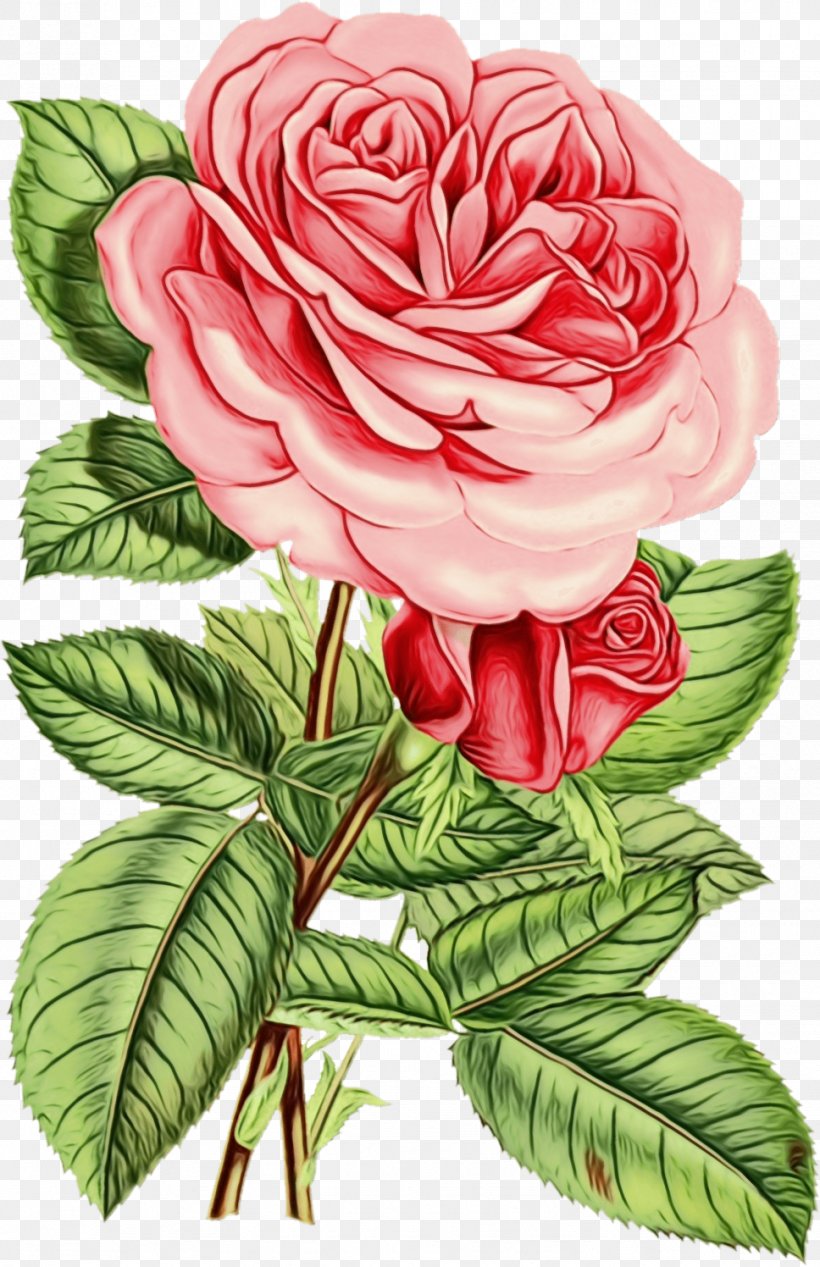 Garden Roses, PNG, 968x1496px, Watercolor, Flower, Flowering Plant, Garden Roses, Paint Download Free