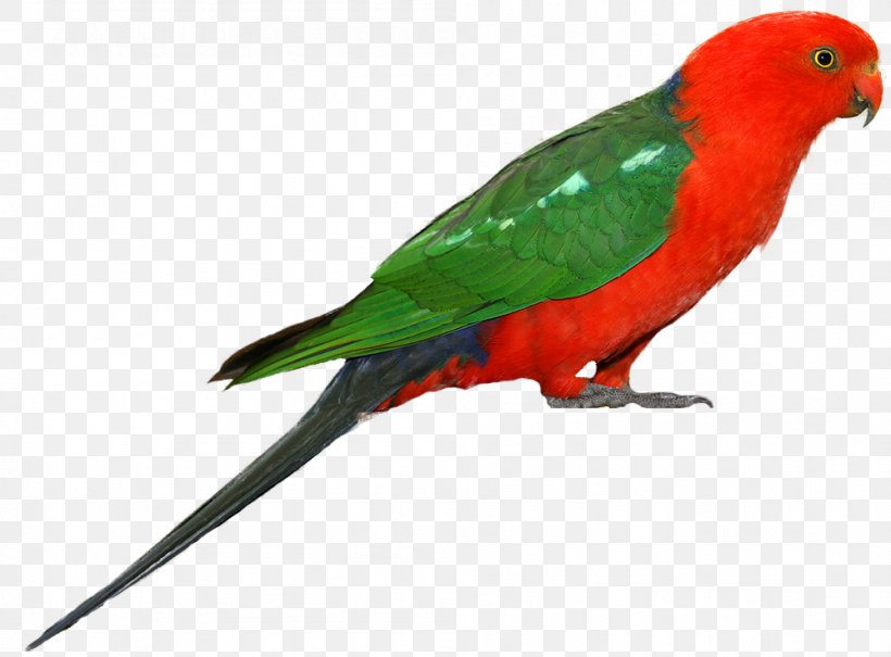 Australian King Parrot Bird Clip Art, PNG, 998x737px, Parrot, Alexandrine Parakeet, Animal, Australian King Parrot, Beak Download Free