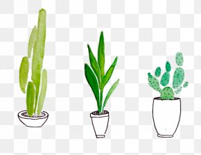 Cactus - Cactus Watercolor Painting Drawing Succulent Plant Plants PNG