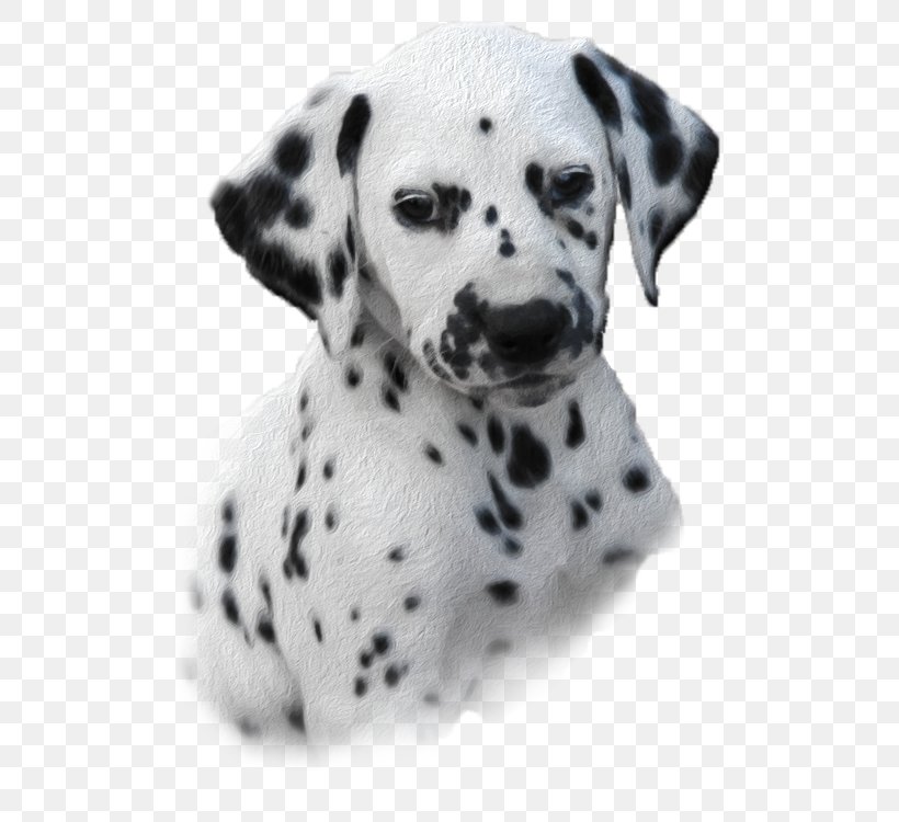 Dalmatian Dog Puppy Dog Breed Companion Dog Non-sporting Group, PNG, 565x750px, Dalmatian Dog, Black And White, Breed, Breeder, Carnivoran Download Free