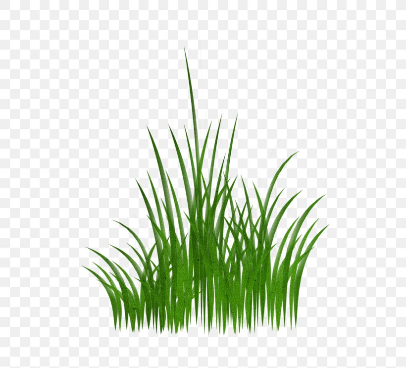 Download, PNG, 800x743px, Computer, Grass, Grass Family, Grasses, Green Download Free