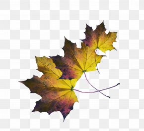 Leaf - Maple Leaf PNG