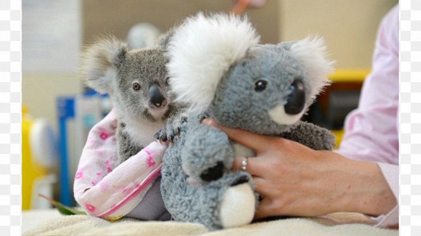 Australia Zoo Baby Koala Stuffed Animals & Cuddly Toys Bear, PNG, 1140x640px, Watercolor, Cartoon, Flower, Frame, Heart Download Free
