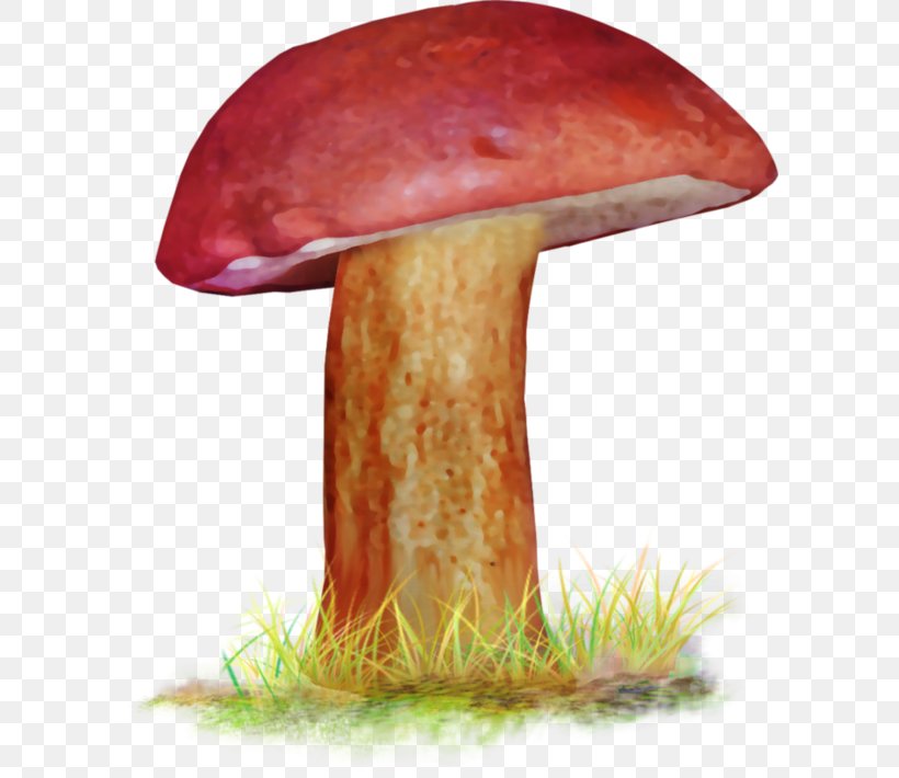 Edible Mushroom Penny Bun Bolete Medicinal Fungi Medicine, PNG, 600x710px, Edible Mushroom, Agaric, Bolete, Fungus, Ingredient Download Free