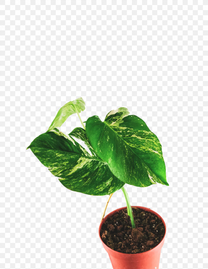 Plant Stem Leaf Houseplant Flowerpot Herb, PNG, 1200x1556px, Plant Stem, Biology, Flowerpot, Herb, Houseplant Download Free